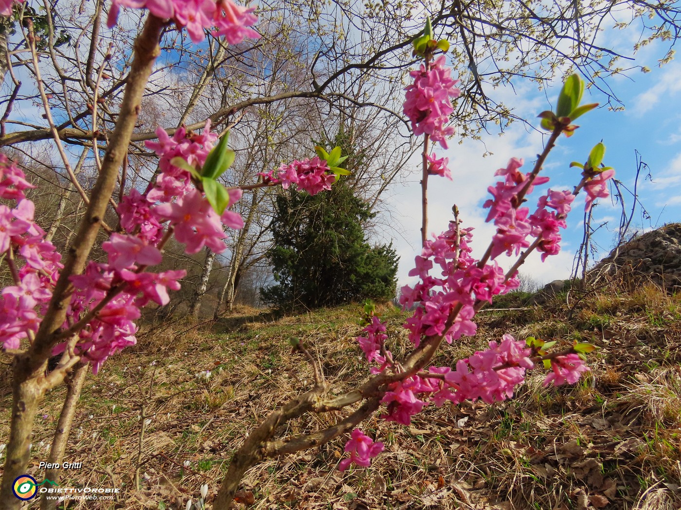 73 Daphne mezereum (Fior di stecco).JPG